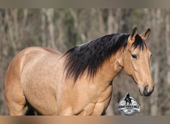 American Quarter Horse, Gelding, 5 years