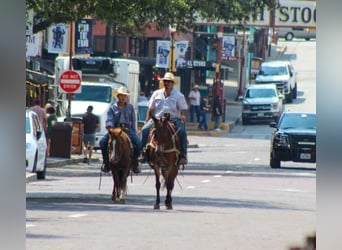 American Quarter Horse, Gelding, 6 years, 12,3 hh, Chestnut
