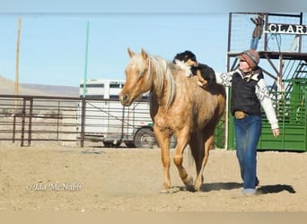 American Quarter Horse, Gelding, 6 years, 13.2 hh, Palomino