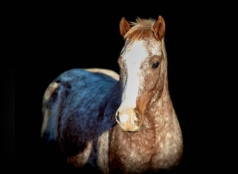 American Quarter Horse, Gelding, 6 years, 13.3 hh, Roan-Red