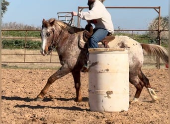 American Quarter Horse, Gelding, 6 years, 13.3 hh, Roan-Red