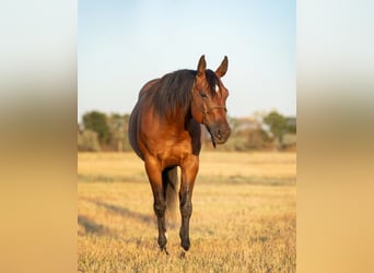 American Quarter Horse, Gelding, 6 years, 14.1 hh, Bay
