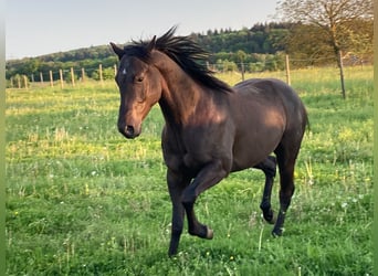 American Quarter Horse, Gelding, 6 years, 14.1 hh, Black