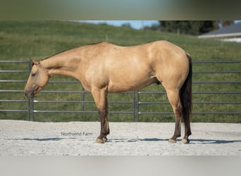 American Quarter Horse, Gelding, 6 years, 14,1 hh, Buckskin