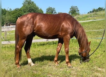American Quarter Horse, Gelding, 6 years, 14.1 hh, Chestnut-Red