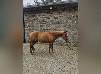 American Quarter Horse, Gelding, 6 years, 14.1 hh, Chestnut-Red