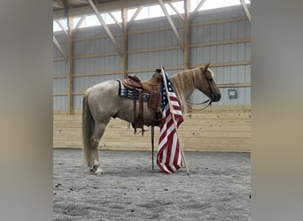 American Quarter Horse Mix, Gelding, 6 years, 14.1 hh, Roan-Red