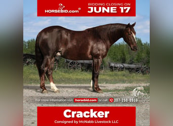 American Quarter Horse, Gelding, 6 years, 14.1 hh, Sorrel