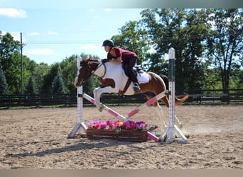 American Quarter Horse, Gelding, 6 years, 14,1 hh, Tobiano-all-colors