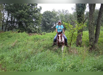 American Quarter Horse, Gelding, 6 years, 14,1 hh, Tobiano-all-colors