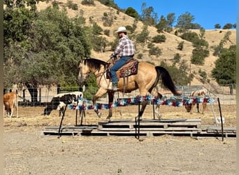 American Quarter Horse, Gelding, 6 years, 14.2 hh, Buckskin