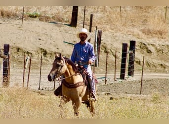 American Quarter Horse, Gelding, 6 years, 14.2 hh, Buckskin