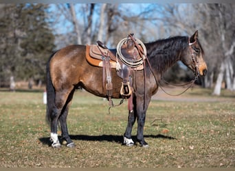 American Quarter Horse, Gelding, 6 years, 14,2 hh, Buckskin