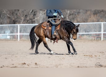 American Quarter Horse, Gelding, 6 years, 14,2 hh, Buckskin