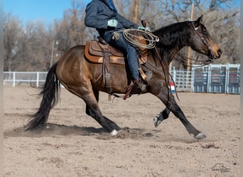 American Quarter Horse, Gelding, 6 years, 14,2 hh, Buckskin