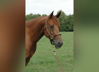 American Quarter Horse, Gelding, 6 years, 14.2 hh, Chestnut-Red