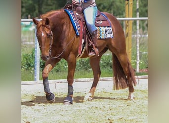 American Quarter Horse, Gelding, 6 years, 14.2 hh, Chestnut-Red