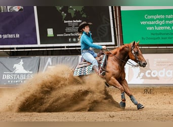 American Quarter Horse, Gelding, 6 years, 14.2 hh, Chestnut-Red