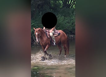 American Quarter Horse, Gelding, 6 years, 14.2 hh, Chestnut-Red