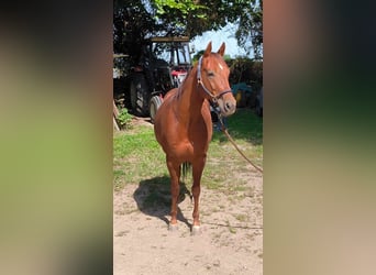 American Quarter Horse, Gelding, 6 years, 14,2 hh, Chestnut-Red