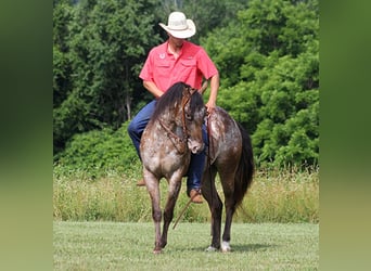American Quarter Horse, Gelding, 6 years, 14.2 hh, Chestnut