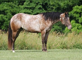 American Quarter Horse, Gelding, 6 years, 14.2 hh, Chestnut