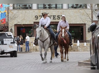 American Quarter Horse, Gelding, 6 years, 14,2 hh, Chestnut