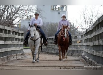 American Quarter Horse, Gelding, 6 years, 14,2 hh, Chestnut