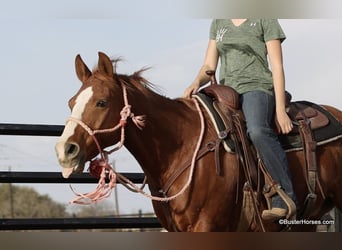 American Quarter Horse, Gelding, 6 years, 14,2 hh, Chestnut