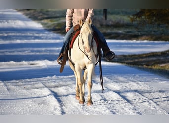 American Quarter Horse, Gelding, 6 years, 14.2 hh, Cremello