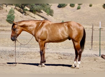 American Quarter Horse, Gelding, 6 years, 14.2 hh, Dun