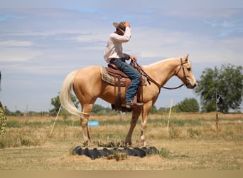 American Quarter Horse, Gelding, 6 years, 14.2 hh, Palomino