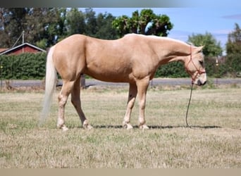 American Quarter Horse, Gelding, 6 years, 14.2 hh, Palomino
