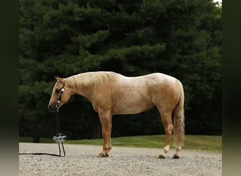 American Quarter Horse, Gelding, 6 years, 14.2 hh, Palomino