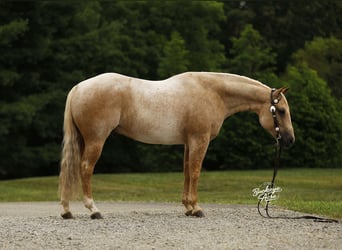 American Quarter Horse, Gelding, 6 years, 14.2 hh, Palomino