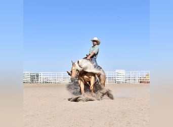 American Quarter Horse, Gelding, 6 years, 14.2 hh, Palomino
