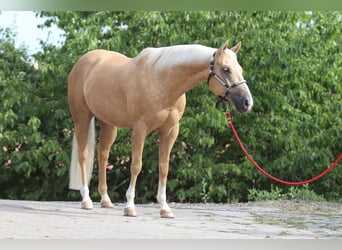 American Quarter Horse, Gelding, 6 years, 14.2 hh, Palomino