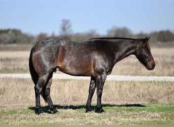 American Quarter Horse, Gelding, 6 years, 14,2 hh