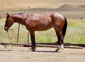 American Quarter Horse, Gelding, 6 years, 14.2 hh, Roan-Bay