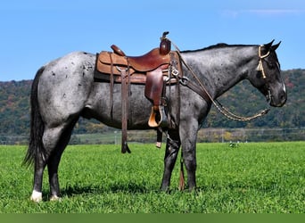 American Quarter Horse, Gelding, 6 years, 14.2 hh, Roan-Blue