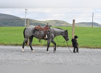 American Quarter Horse, Gelding, 6 years, 14.2 hh, Roan-Blue