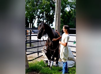 American Quarter Horse, Gelding, 6 years, 14,2 hh, Roan-Blue