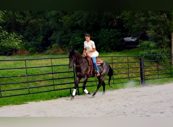 American Quarter Horse, Gelding, 6 years, 14,2 hh, Roan-Blue