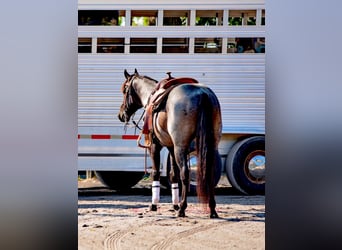 American Quarter Horse, Gelding, 6 years, 14,2 hh, Roan-Blue