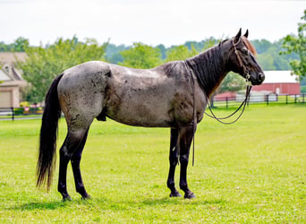 American Quarter Horse, Gelding, 6 years, 14,2 hh, Roan-Blue