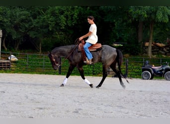 American Quarter Horse, Gelding, 6 years, 14,2 hh, Roan-Blue