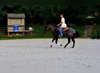 American Quarter Horse, Gelding, 6 years, 14,2 hh, Roan-Blue