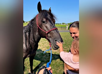 American Quarter Horse, Gelding, 6 years, 14,2 hh, Roan-Blue