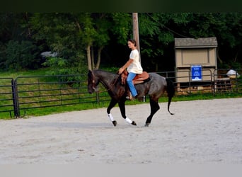 American Quarter Horse, Gelding, 6 years, 14,2 hh, Roan-Blue