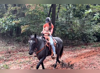 American Quarter Horse, Gelding, 6 years, 14,2 hh, Roan-Blue